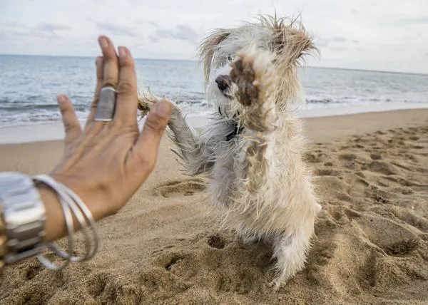 ¿Vamos a la playa con los perros? ¡Yes we CAN! Esta es la lista oficial para las vacaciones de verano 2021