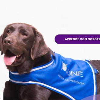 La primera Jornada sobre discapacidad y perros de asistencia se …