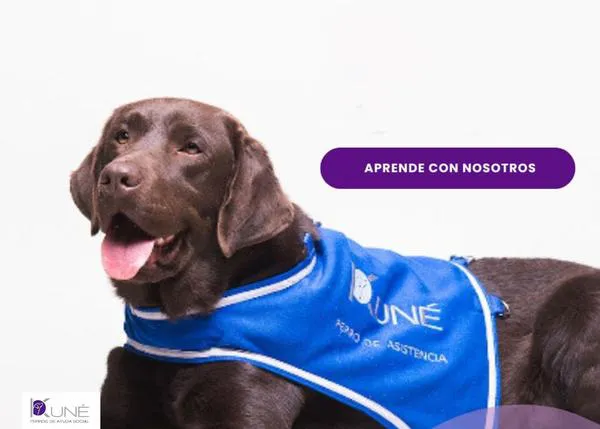 La primera Jornada sobre discapacidad y perros de asistencia se celebra en Madrid el 6 de junio 2024