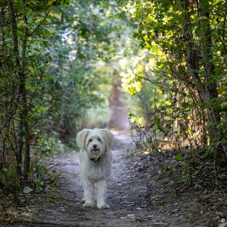 ¿Quieres que tu perro entienda mejor lo que dices? Háblale …