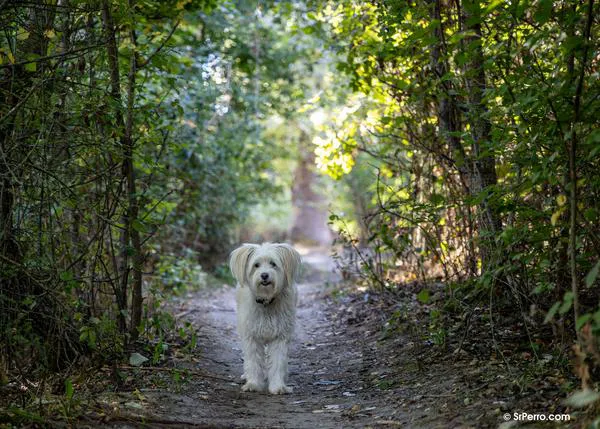 ¿Quieres que tu perro entienda mejor lo que dices? Háblale más lento y cuida el tono en el que lo haces