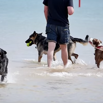 Perros adoptados pasándoselo en grande chapoteando en el agua, perros …