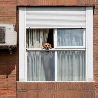 Retratos de perros (y gatos) durante el confinamiento: una exposición …