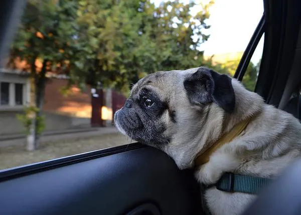 Es peligroso dejar a un perro dentro de un coche hasta en invierno, alerta un nuevo estudio