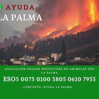 Las protectoras en La Palma necesitan ayuda