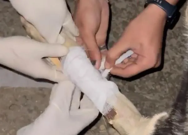 Captan el momento en que un hombre se quita una venda para ayudar a una perra herida en Gaza