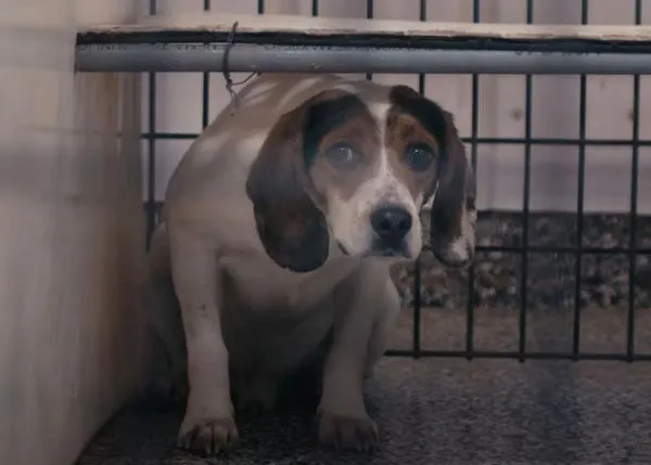 De laboratorio de experimentación animal a centro de rescate y rehabilitación para perros gracias a Beagle Freedom Project