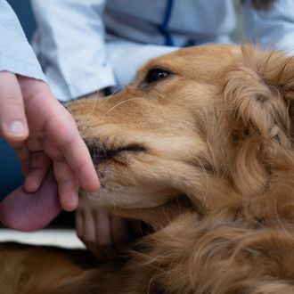 La terapia con perros ayuda a los adolescentes en la …