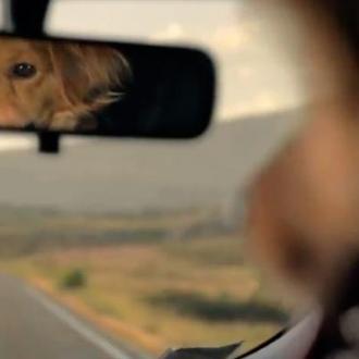 Los mejores anuncios contra el abandono de perros: dolor, humor …
