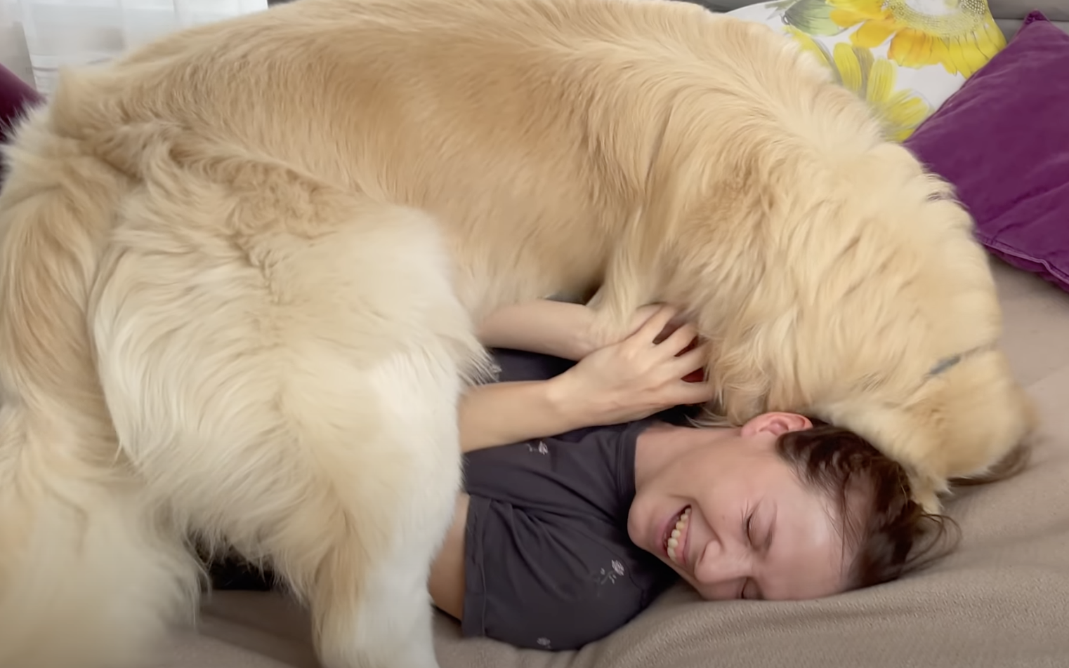 Los Golden Retriever más velcro: canes que están más felices pegados cual  lapas a sus humanos