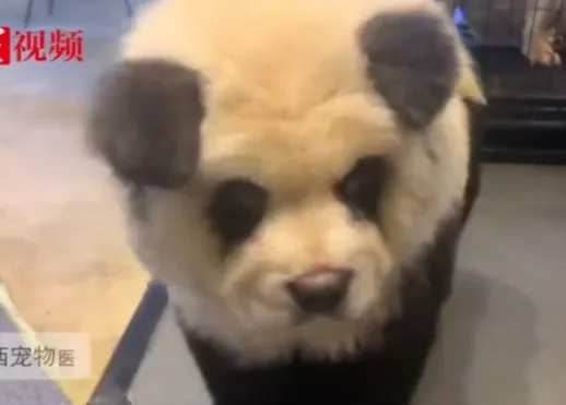 Los 'perros panda', la última moda en China