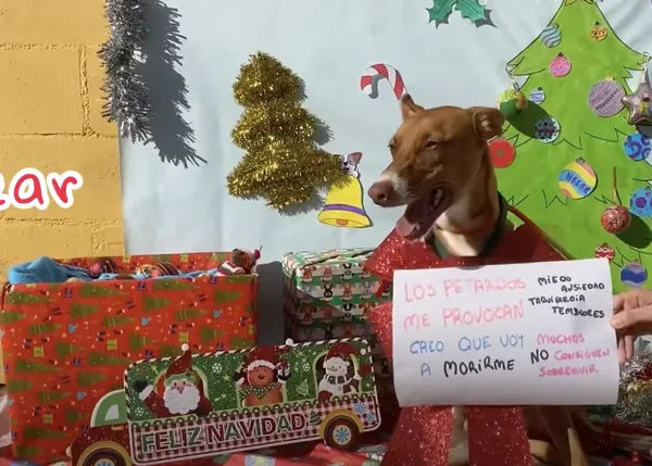 Los cachorros y perros de la Protectora de Málaga tienen un mensaje para ti: esta Navidad, ¡no uses pirotecnia!
