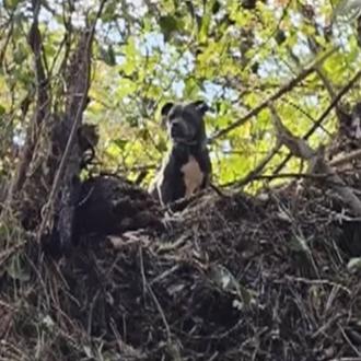 El emotivo reencuentro con su familia de la perra rescatada …