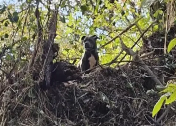 El emotivo reencuentro con su familia de la perra rescatada de la copa de un árbol tras el paso del huracán Helene