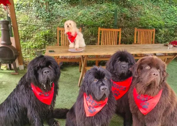 Cantabria con perro: playas caninas y alojamientos dog friendly para escapar del calor en verano