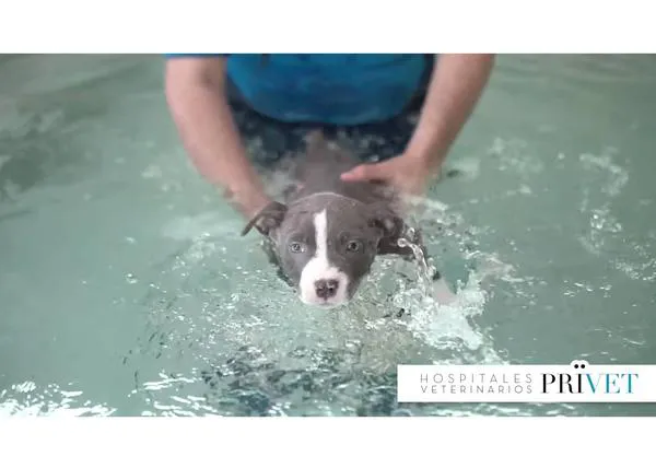 ¿Qué es el síndrome del cachorro nadador y cómo se puede tratar?