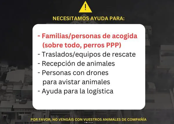 Sporting Benimaclet CF ha ayudado a más de 300 animales en Valencia: si veis un perro perdido, ¡llevadlo a sus instalaciones!