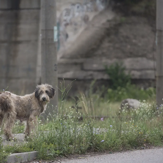 Una película documenta la vida de los perros callejeros de …