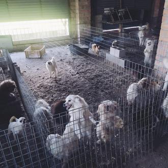 El SEPRONA desmantela (otra) granja de cachorros: un centenar de …