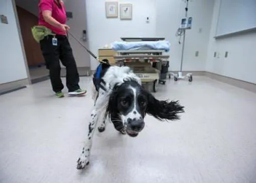 Perros contra las superbacterias, los perros que salvan vidas en los hospitales gracias a su olfato