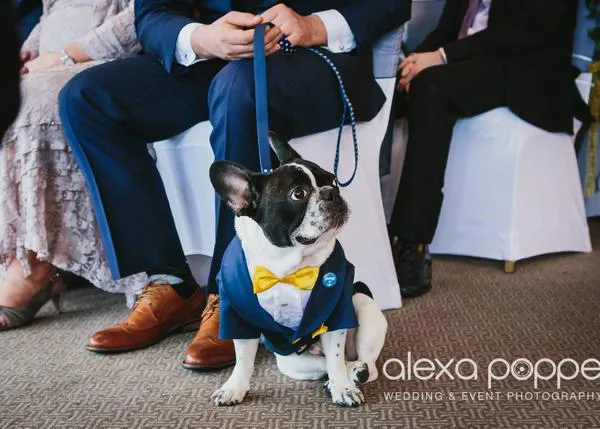 George, el Bulldog Francés que protagoniza el mejor vídeo de boda que verás en mucho tiempo