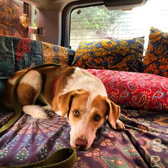 Aventuras nómadas en compañía canina: Sara y Gingy Mou, mejorando …