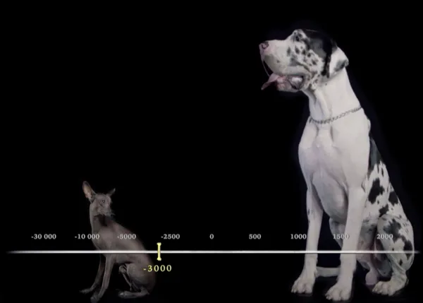 Grandes documentales perrunos: El mayor santuario canino y Cómo los perros conquistaron el mundo