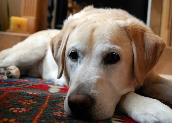 Claves del cáncer en los perros, una enfermedad que afectará a 1 de cada 4 canes