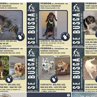 ¿Dónde encontrar información sobre perros perdidos o encontrados por la …