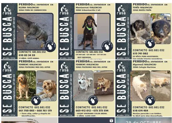 ¿Dónde encontrar información sobre perros perdidos o encontrados por la DANA en la Comunidad Valenciana?