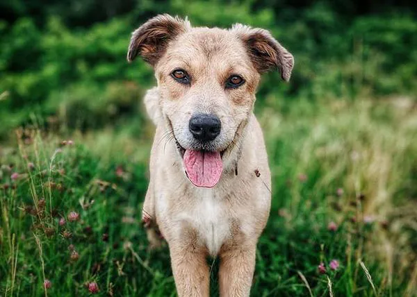 Savannah es la primera perra en dar la vuelta al mundo andando: 7 años de ruta junto a su humano