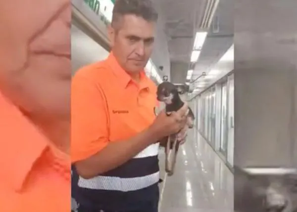 Logran rescatar a un chihuahua que corría por las vías del metro de Sevilla tras varios días perdido