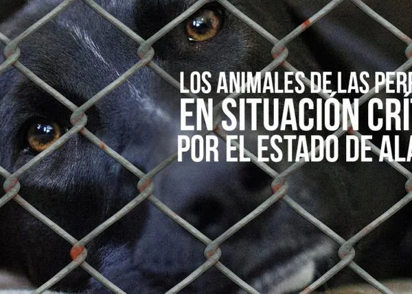 Tras la petición urgente de PACMA, el Alcalde de Madrid permite que los voluntarios acudan a la perrera municipal
