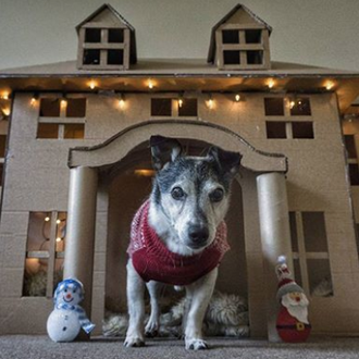 Un gran regalo de Navidad para un perro viejito: un …