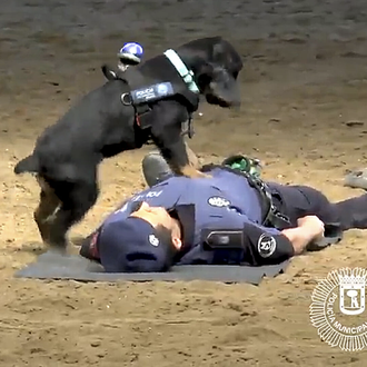 Poncho, el perro policía de Madrid que hace la reanimación …