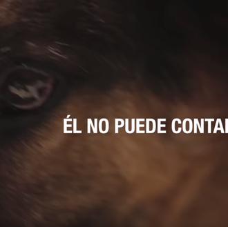 #YoSiPuedoContarlo: campaña de la Guardia Civil contra el maltrato animal