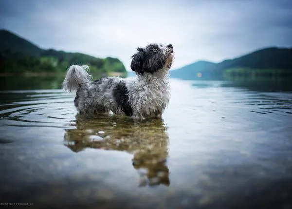 Fotos perrunas de profesional: ocho consejos útiles para sacar los mejores retratos de tu can