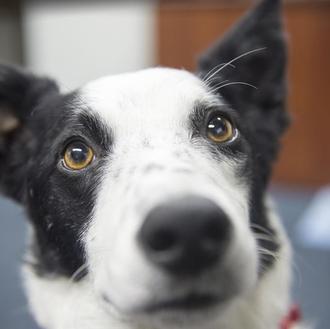 ¿Quieres que tu perro aprenda contigo? El castigo no es …