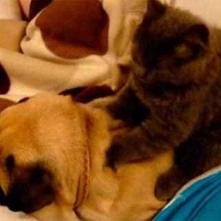 El carlino y el gato, otro gran vídeo masaje