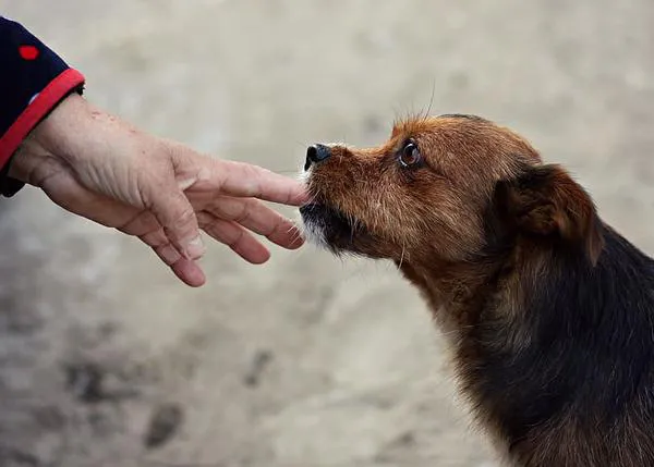 Los perros pueden brindar un gran apoyo emocional a las personas en cuarentena por el COVID-19.