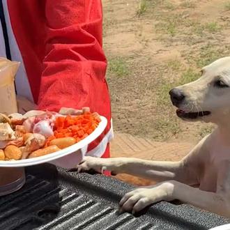 La fabulosa comilona de Navidad para un grupo de perros …