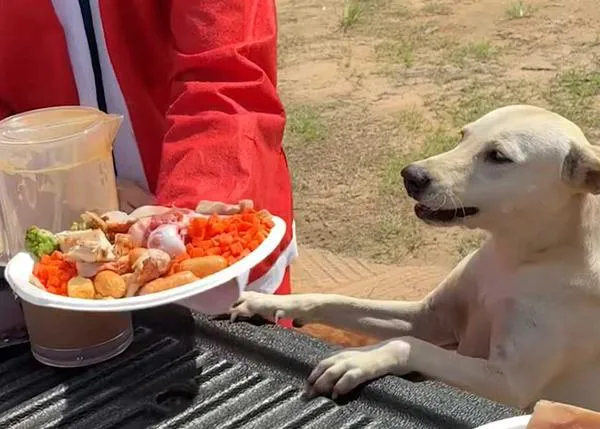 La fabulosa comilona de Navidad para un grupo de perros de la calle en Tailandia