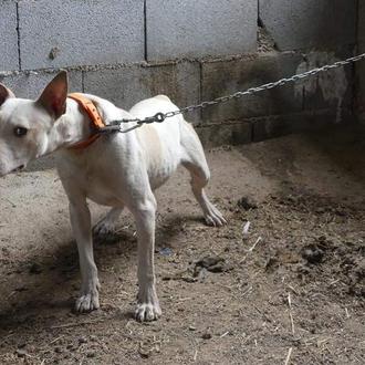 8 perros utilizados para la caza, en estado deplorable, decomisados …