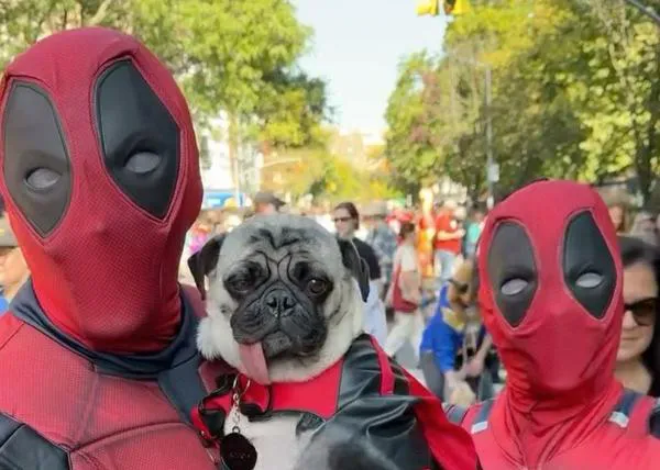 Más de 50.000 personas y cientos de perros disfrazados, Halloween en Nueva York... una pesadilla canina