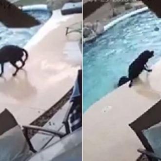 Un perro a punto de morir ahogado en una piscina …