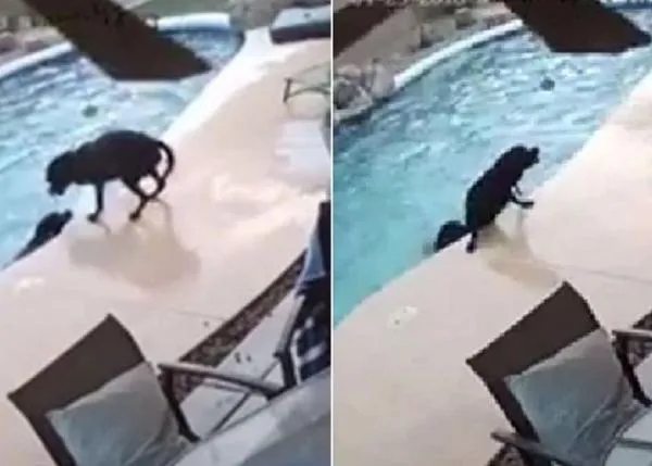 Un perro a punto de morir ahogado en una piscina ¡salvado por su amigo perruno!