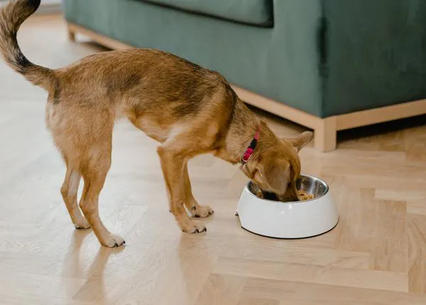 Sí, la ciencia también lo demuestra: tu perro sabe cuando le das comida de más calidad
