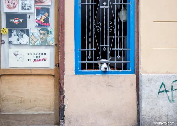 Paseos urbanos con perro durante la cuarentena por coronavirus