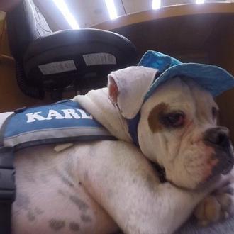Karl, el perro que se pone una gorra para aportar …