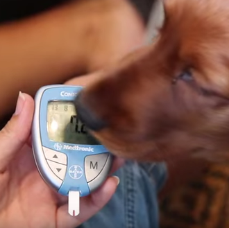 Los perros expertos en diabetes: canes que alertan ante cambios …